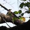 秋の公園でエサを探すコゲラ