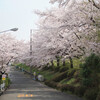 写真にっき：近所の桜。