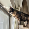 今年何度目かの雪が降った。