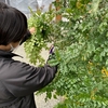 【ぶどうの樹】草取り