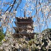 【京都】【桜】『醍醐寺』に行ってきました。 女子旅 京都花