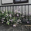コバノランタナ