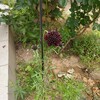 梅雨入りした日の裏庭