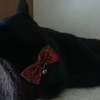 今日の黒猫モモさんの動画－１２８