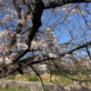 新生活準備と桜と卒業式と