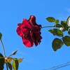 秋の薔薇