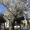 去年の桜