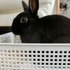 しぐれちゃんの子分達は発展途上中です