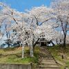 昨日の今日で　ほぼ　満開