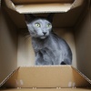猫あるある：ダンボール箱が好き。