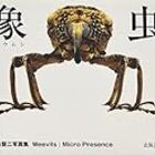 あなたの知らないゾウムシの世界 キモカワ画像注意 トメトメボンド