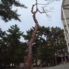 西南学院大学キャンパスの松の木