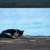 湯島のねこさん