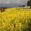 初春の吾妻山は菜の花が満開です！！