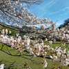 桜の花を塩漬けにする