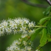 馬鈴薯を植える時、立夏