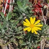 学生生活の記憶（575）：ユリオプスデージー（Gray-leaved euryops）