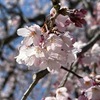 「鶴岡八幡宮の桜は？」「宝戒寺は？」「妙本寺の桜と海棠は？」「本覚寺の枝垂れ桜は？」と鎌倉の桜の開花状況を見て回りました．源氏池の桜は，つぼみが膨らんでいるように見えましたが，開花はまだ．宝戒寺では桜の開花が観察できました．そして，椿が見頃．妙本寺では---桜は既に三分咲き．とても早い開花です．海棠も一輪開花していました．そして，今日のハイライトは，本覚寺の枝垂れ桜．ほぼ満開！午前中に無理して回った甲斐がありました．