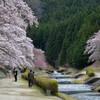 土山鮎河の桜風景その３