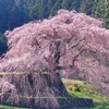 又兵衛桜といちごパフェ　奈良県大宇陀～大和郡山