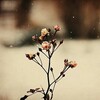 雪に咲く 花