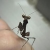 第3形態