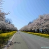 2024年 桜・菜の花ロード（秋田県大潟村）