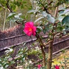 24年2月の鈴虫寺のお話。