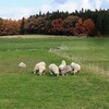 【岩手県・岩手郡】岩手旅行記〔２０〕秋の小岩井農場・まきば園をお散歩