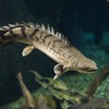 ポリプテルス・コンギクス Polypterus congicus