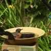 American Robin Taking a Bath