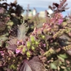 【無肥料自然農法】秋の自然の小窓～赤紫蘇のお花、バジルのお花、小豆、ネギ系（エシャロットも！）発芽の様子