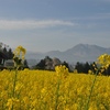 '14GW東北桜ドライブ８日目完（東北ドライブ帰りの長野県飯山市の菜の花まつり）