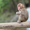 高崎山自然動物園（大分県大分市）