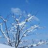 久しぶりの積雪