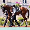 【近況】来週にも小倉へ移動し、２月１週目の障害未勝利戦への出走を目指していくことになりました。