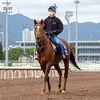 ２１日に繋養先の社台スタリオンステーションに到着。第２の馬生がスタートします。☆サリオス