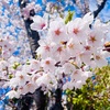 【写真15枚】大型連休中の桜2023