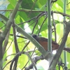  ラジャアンパットピトフーイ Raja Ampat Pitohui