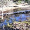 早春の八竜湿地
