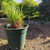 レモングラス の植え付けと株分け、活用法を解説