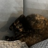 ねおきおちょこさん。