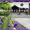 京の梅雨の散歩 智積院のアジサイ園2023（後編）