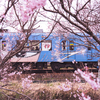 桜と鉄道弍の型・依那古の桜並木（ロケハン）と伊賀牛ステーキ