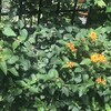 Lantana