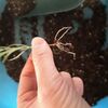 フレンチラベンダーの挿し穂の植え替え他