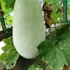 冬瓜やら　カメムシやら、、、