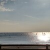 海月