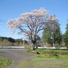 今日の桜