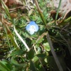 やっぱり、この花が咲かないと・・・・